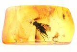 Fossil Predatory Snipe Fly, Flies, and Oribatid Mite In Baltic Amber #367517-1